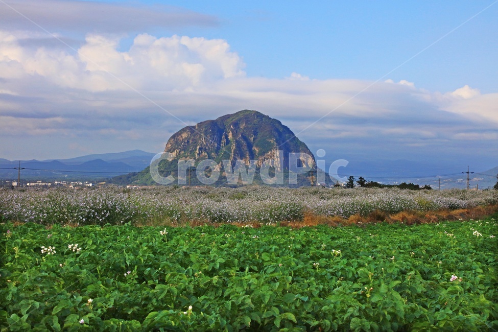 제주도,송악산,산방산,메밀꽃,메밀밭,꽃,구름,농업,농사,경작,grassland,nature,자연,meadow,목초지,field,들,outdoors,옥외,farm,농장,자연,풍경,nature,landscape,한국자연풍경,한국자연경관,korea nature landscape,제주도,jeju,jeju island