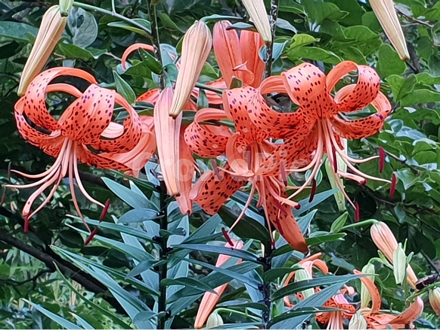 나리꽃,주홍색,여러해살이,다년초,주아,참나리,꽃술,꽃잎,식물,자연,plants,nature,꽃,flower