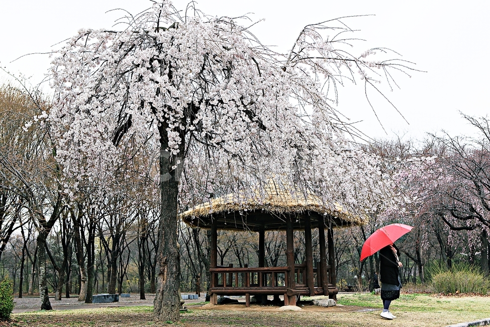 벗꽃,꽃,인천대공원,풍경,자연,배경