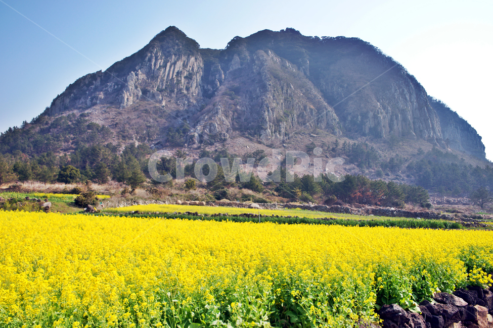 유채꽃,제주,봄,사계리,산방산,자연,봄,계절,spring,season,자연,풍경,nature,landscape,한국자연풍경,한국자연경관,korea nature landscape,제주도,jeju,jeju island,field,들,outdoors,옥외,grassland,목초지