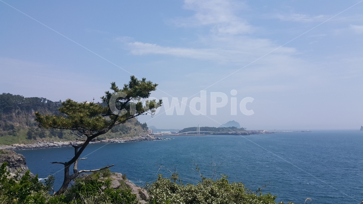 서귀포,소나무,제주도,바다,풍경,절경,배경,절벽,힐링,자연