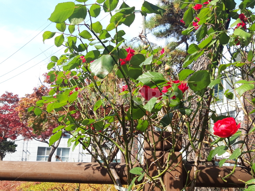 plant,식물,장미,가을장미,rose,식물,자연,plants,nature,꽃,flower