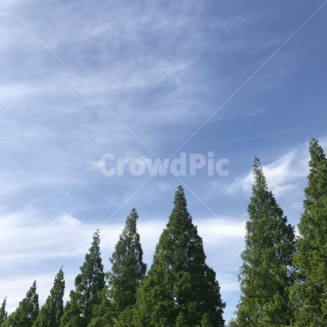 tree,나무,plant,식물,초록,식물,자연,plants,nature,나무,trees,wood