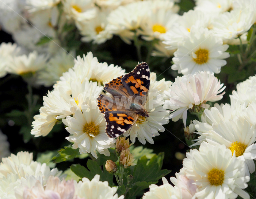 나비,꽃,흰꽃,butterfly,plant,식물,곤충,데이지,식물,자연,plants,nature,꽃,flower,곤충,벌레,insect,bug