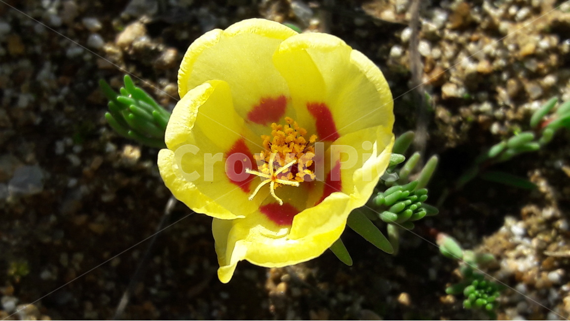 채송화,꽃,순진,한해살이풀,관상용,식물,자연,plants,nature,꽃,flower