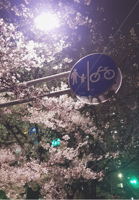 봄,밤,가로등,표지판,plant,식물,flower,blossom,꽃,cherryblossom,벚꽃