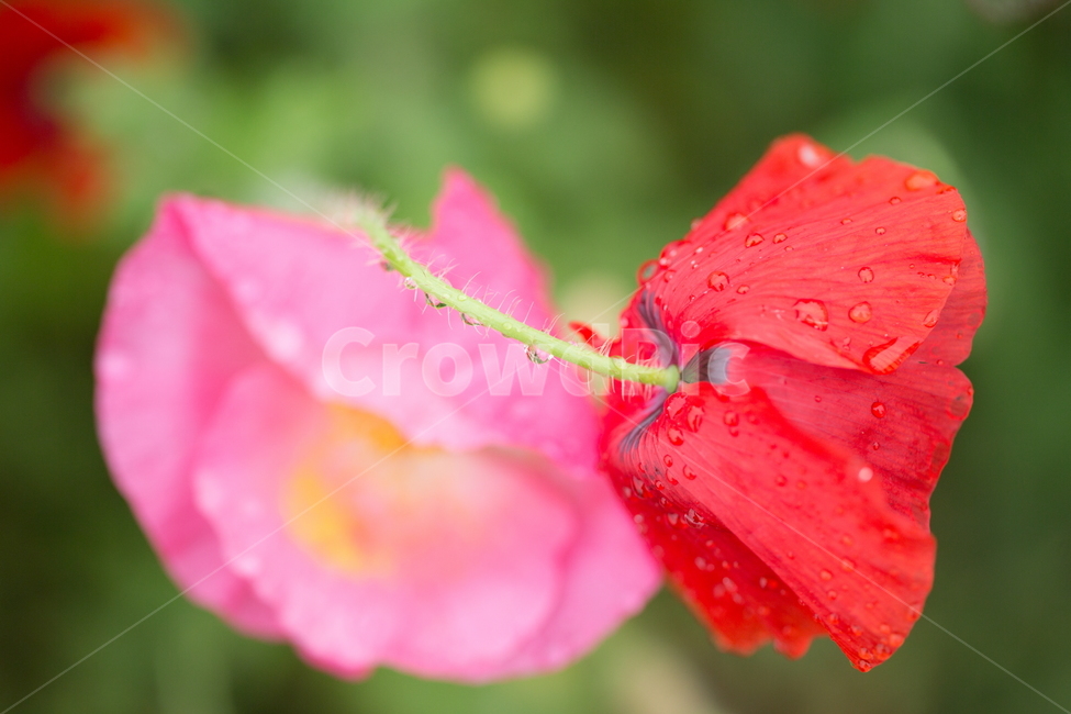 꽃,양귀비,봄,빗방울,붉은꽃,식물,자연,plants,nature,꽃,flower