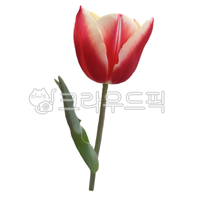 pink,Fresh flower icon,Tulip,Tulip Nuki,spring plants,Flower Nokki,flower sticker,spring,spring flowers,fresh flowers,red tulip,red,petal,Fresh flowers,flower icon,tulip sticker,flower png,plant noodle,fresh flower sticker,nature,plant png,spring symbol,T