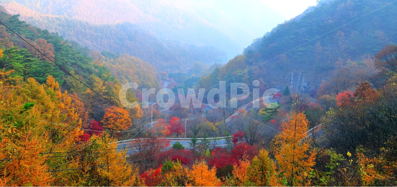 보발재,단풍,가을,구인사,단풍길,길,가을,계절,fall,autumn,season,자연,풍경,nature,landscape,한국자연풍경,한국자연경관,korea nature landscape,plant,식물,tree,나무,painting,그림,art,미술,maple,leaf,잎