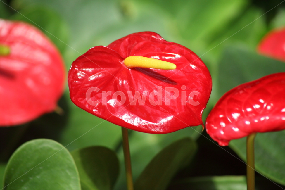 스파티필름,꽃,빨강,peacelily,flower,식물,자연,plants,nature,꽃,flower