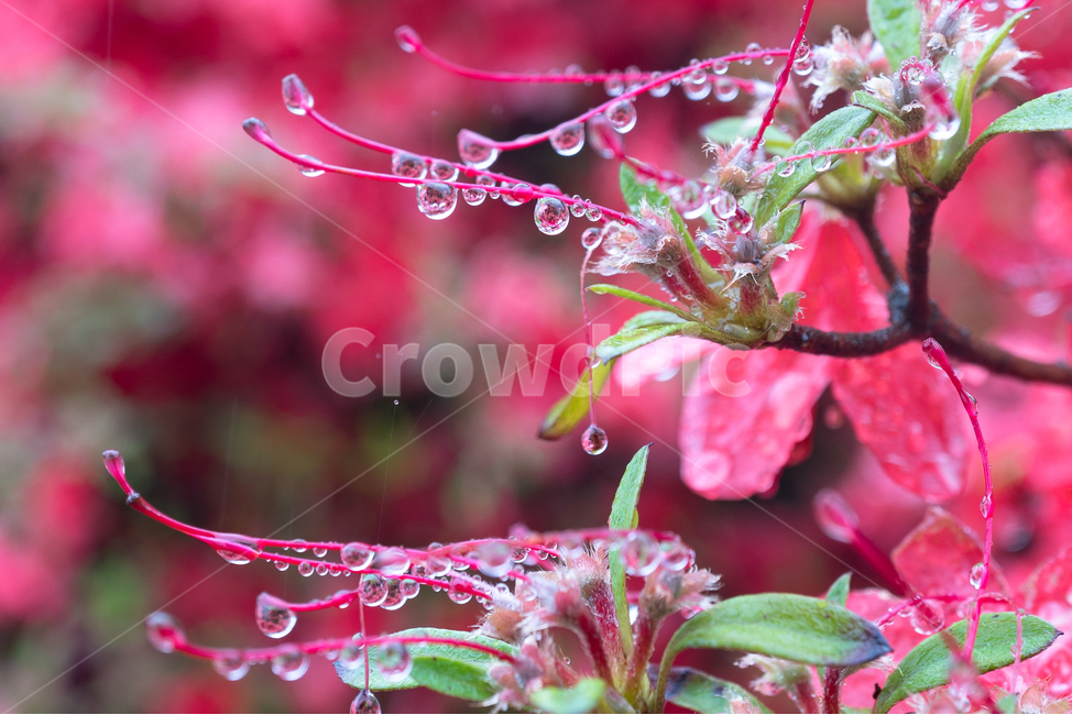 접사,빗망울,꽃,flower,rain,식물,자연,plants,nature,꽃,flower,비,비오는날,rain,rainy