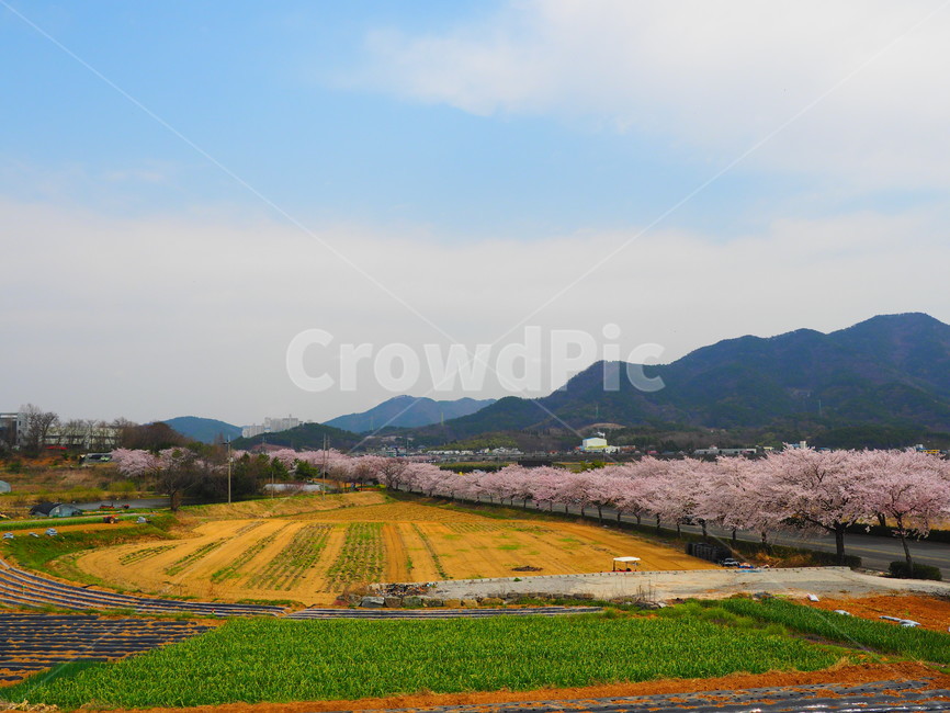봄,spring,시골풍경,맑음,하늘,밝음,색감,봄,계절,spring,season,시골,마을,풍경,landscape,country,rural,town