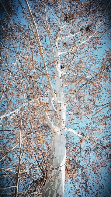 plant,식물,tree,나무,편백나무