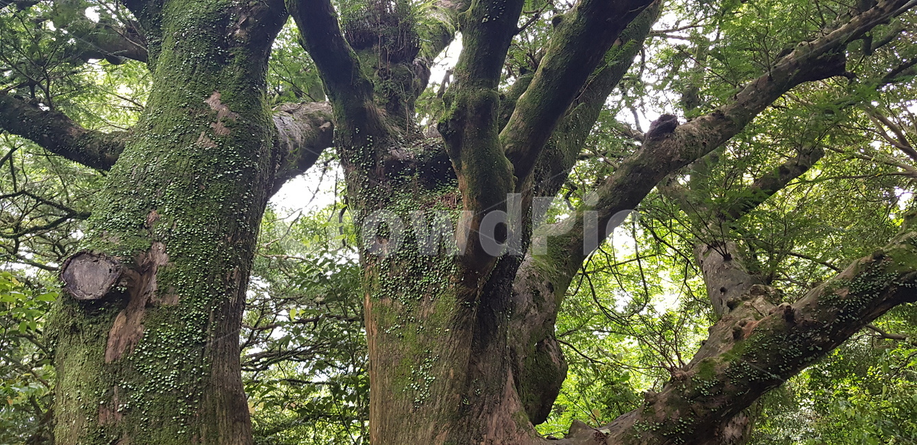 비자림,숲,나무,자연,푸름,식물,자연,plants,nature,나무,trees,wood