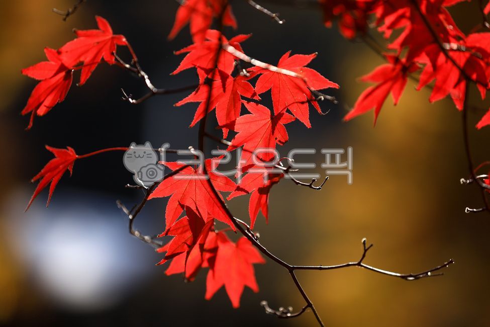 단풍, 단풍잎, maple, 단풍나무, 가을, 사진,이미지,일러스트,캘리그라피 - 달이마미작가