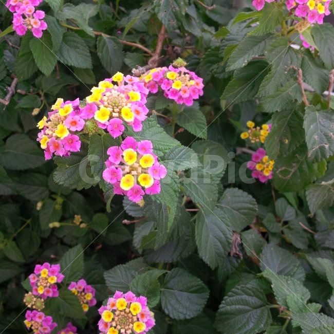 꽃,자연,풀,감성,초록,식물,자연,plants,nature,꽃,flower