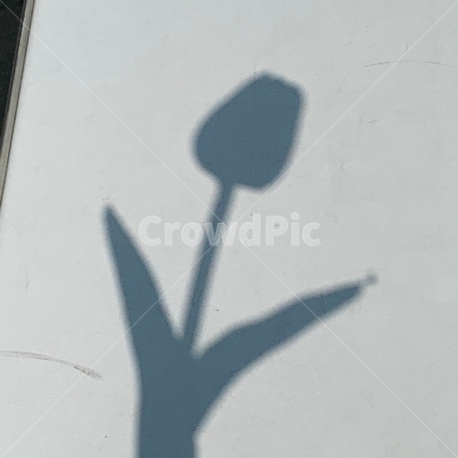 꽃,그림자,튤립,감성,flower,실루엣,그림자,silhouette,shadow