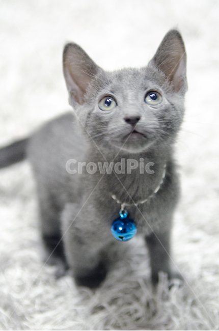 고양이,펫,러시안블루,야옹이,회색,애묘,동물,animal,포유류,mammal,고양이,cat,kitten,kitty