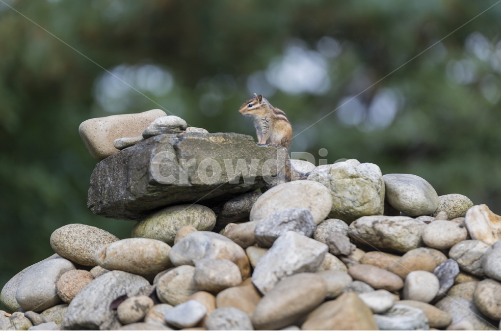 다람쥐,동물,돌무지,돌무덤,돌,돌무더기,돌더미,squirrel,stonemound,stone,파랗다,blue,초록색,green,그린,블루,전망대,전망,동물생태,생태,경치,비경,유원지,쌓다,자연,푸르다