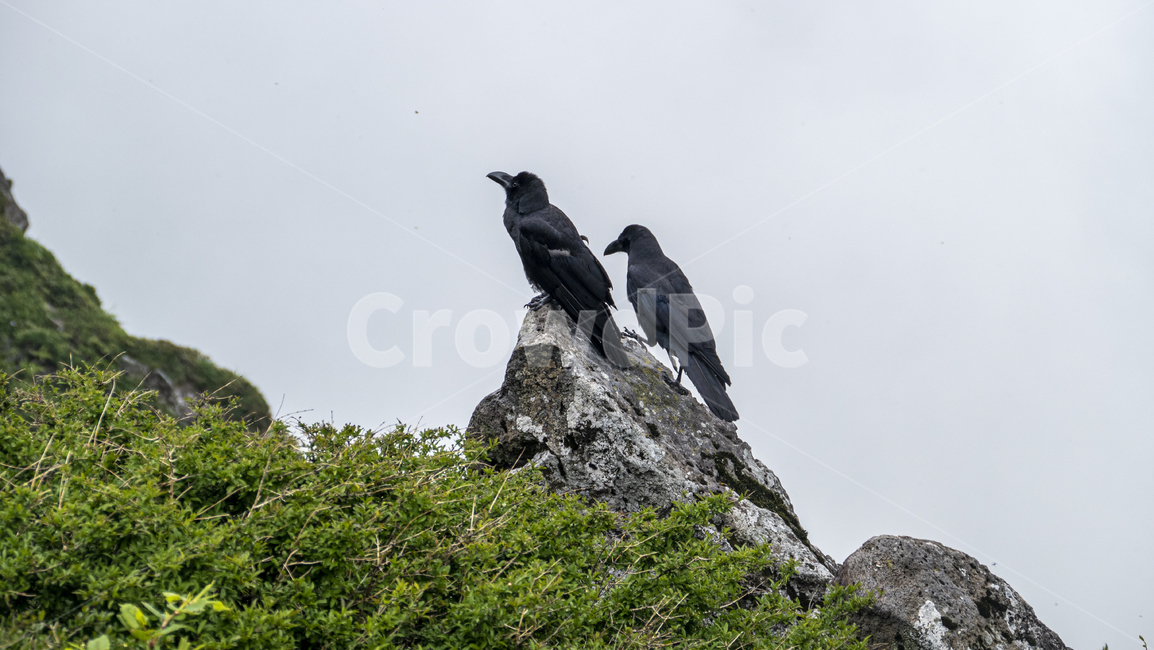 까마귀,까마귀들,야생동물,새,crow,산속,숲속,날짐승