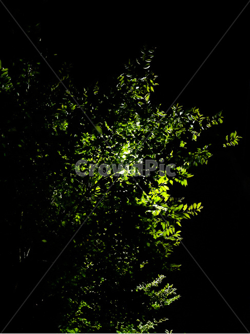 밤,tree,night,나무,자연,nature,light,불빛,감성