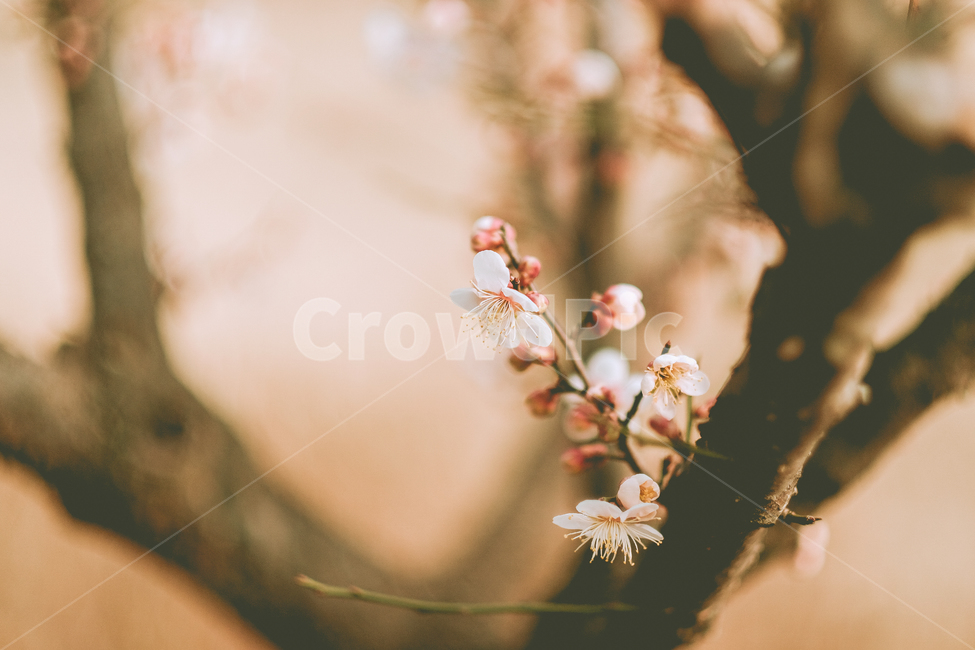 꽃,봄,살구,살구꽃,봄꽃,감성,필름,꽃구경,봄,계절,spring,season,식물,자연,plants,nature,꽃,flower,감성,sensible,feeling,plant,blossom