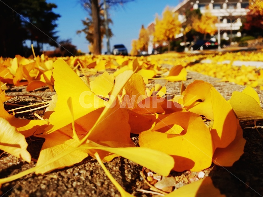 잎,가을잎,풀가을,예쁜잎,가을모습,가을,계절,fall,autumn,season,leaf,plant,식물,ground,바닥,tree,나무