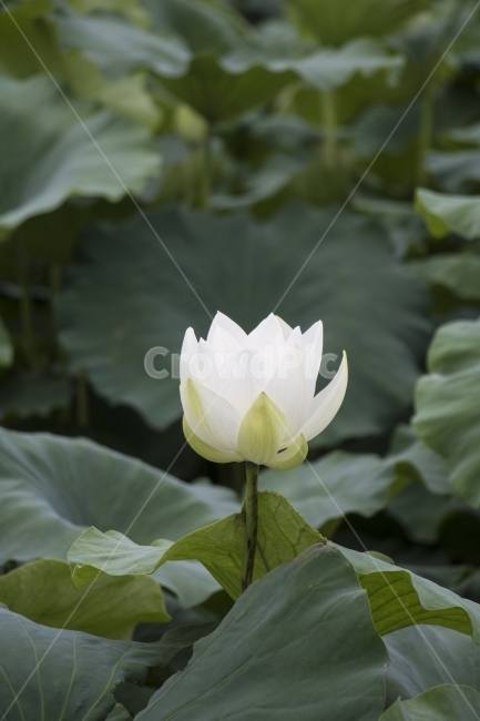 연꽃,수련,꽃,식물,연잎,풍경,자연,클로즈업,매크로,다울,경치,식물,자연,plants,nature,꽃,flower