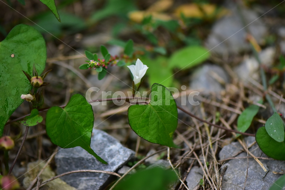 애기나팔꽃,야생화,꽃,생태,식물,자연,들꽃,산꽃,감성,힐링,플라워,계절,식생,시즌,wild,flower,plants,nature,season,배경,풀,초본,가을,식물,자연,plants,nature
