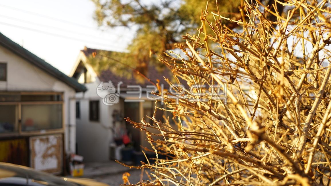 Outfocusing,tree with unknown name,serenity,sunset,autumn