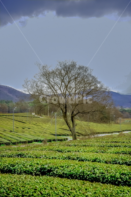 녹차,녹차밭,나무,하늘,비,겨울,자연,풍경,nature,landscape,식물,plants,나무,trees,wood,outdoors,옥외,tree,plant