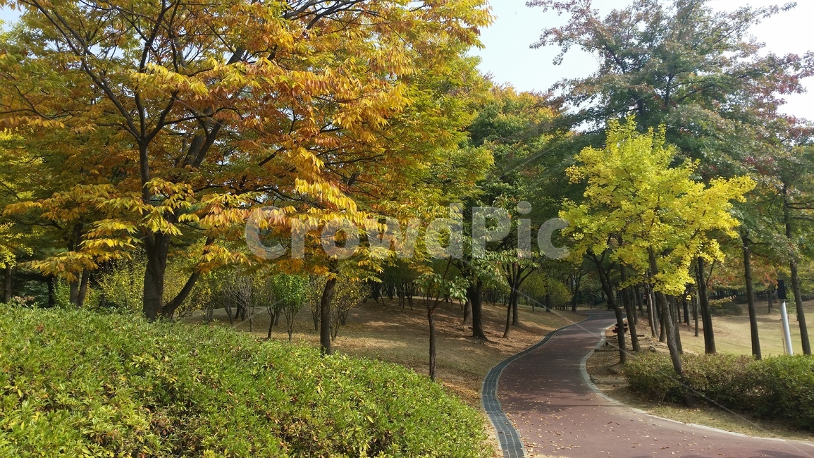 Brightly colored,tree,walking path,autumn,quiet,park,Maple