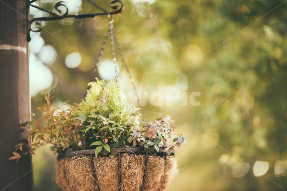 가로등,화분,식물,초록,화초,식물,자연,plants,nature,감성,sensible,feeling