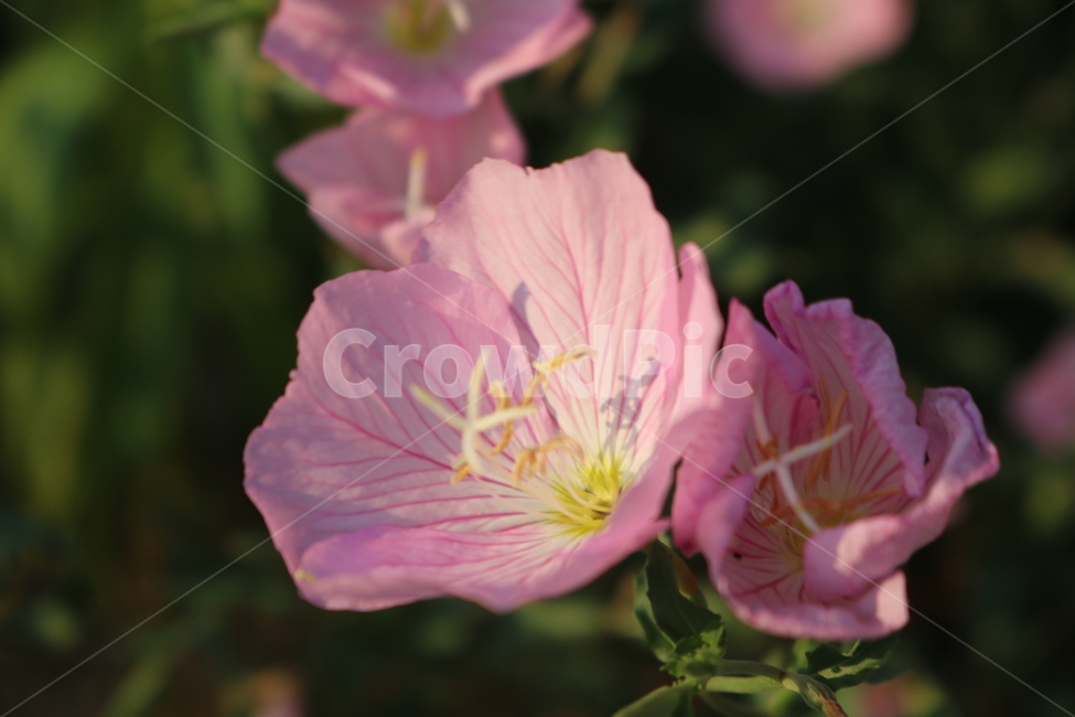꽃,분홍색,분꽃,자연,꽃잎,식물,자연,plants,nature,꽃,flower