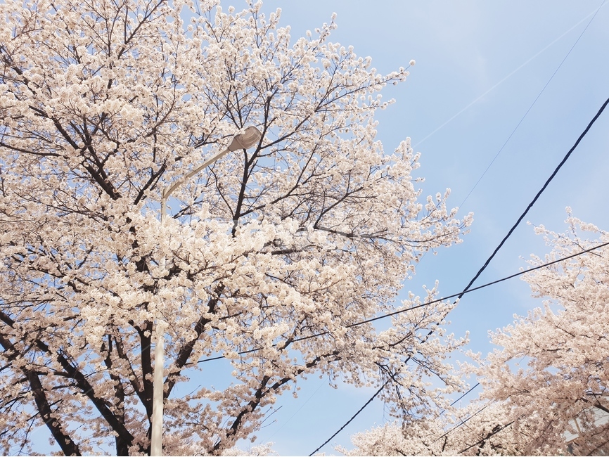 벚꽃,봄,하늘,팝콘,꽃,나무,봄,계절,spring,season,식물,자연,plants,nature,나무,trees,wood,plant,flower,blossom,cherry blossom