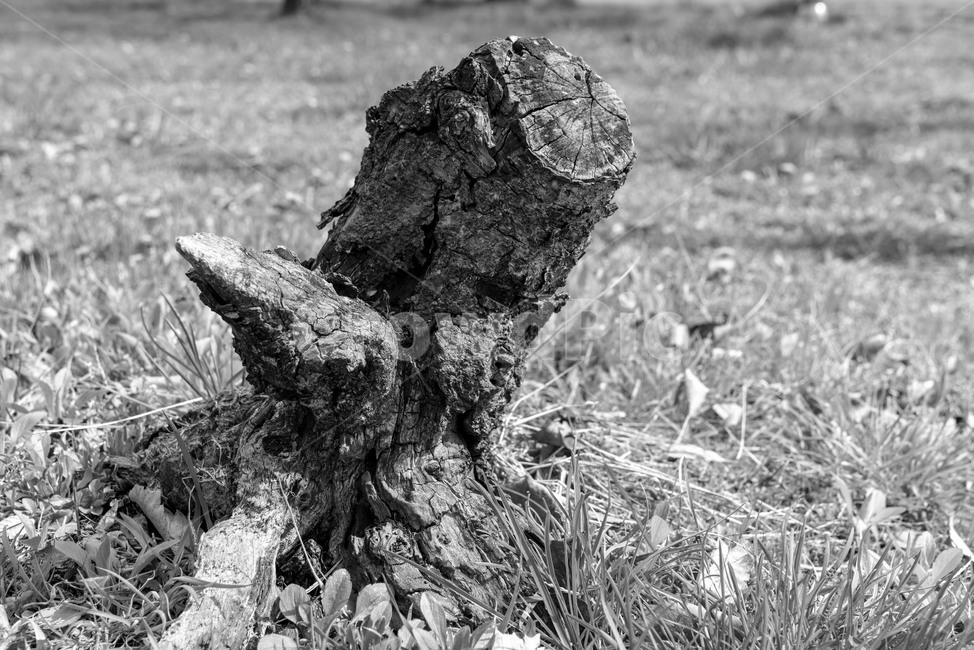 나무,잘린나무,나무밑둥,흑백,죽음,tree,흑백사진,모노크롬,monochrome,나무,trees,wood,흑백,모노톤,monochrome,black and white