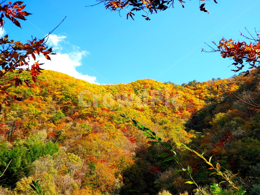 단풍,가을,산,나무,붉은단풍,가을,계절,fall,autumn,season,자연,풍경,nature,landscape,leaf,잎,plant,식물,tree,maple