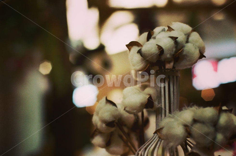 목화,목화사진,꽃,꽃사진,감성,감성사진,식물,자연,plants,nature,꽃,flower,감성,sensible,feeling