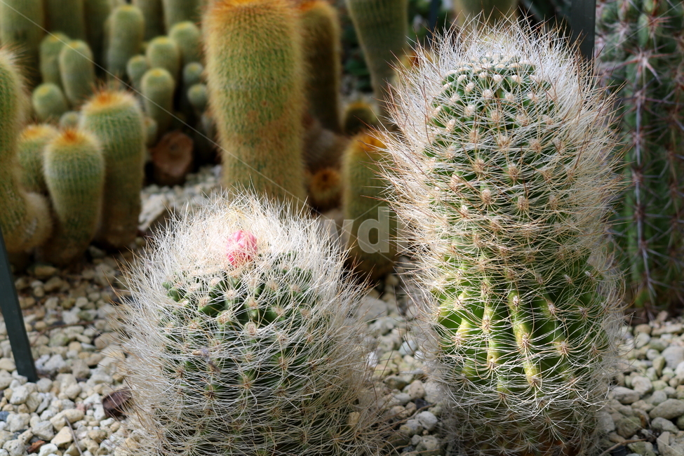 선인장,마밀라리아,식물,자연,가시,식물,자연,plants,nature