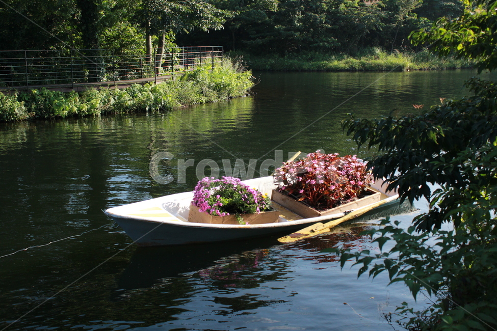 꽃,배,flower,분홍,호수,감성,자연,풍경,nature,landscape,canoe,카누,boat,보트,transportation,교통,rowboat,노 젓는 배,vehicle,차량,watercraft,선박