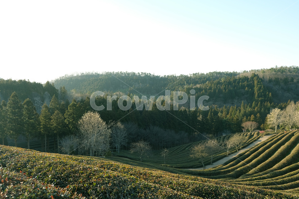보성녹차,보성차밭,아침,새벽,보성녹차밭,자연,풍경,전남보성,nature,자연,풍경,nature,landscape
