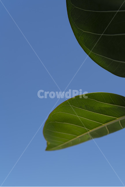 하늘,잎,파랑,파란,깨끗한,맑은,줄기,식물,초록,leaf,곡선,curve,식물,자연,plants,nature