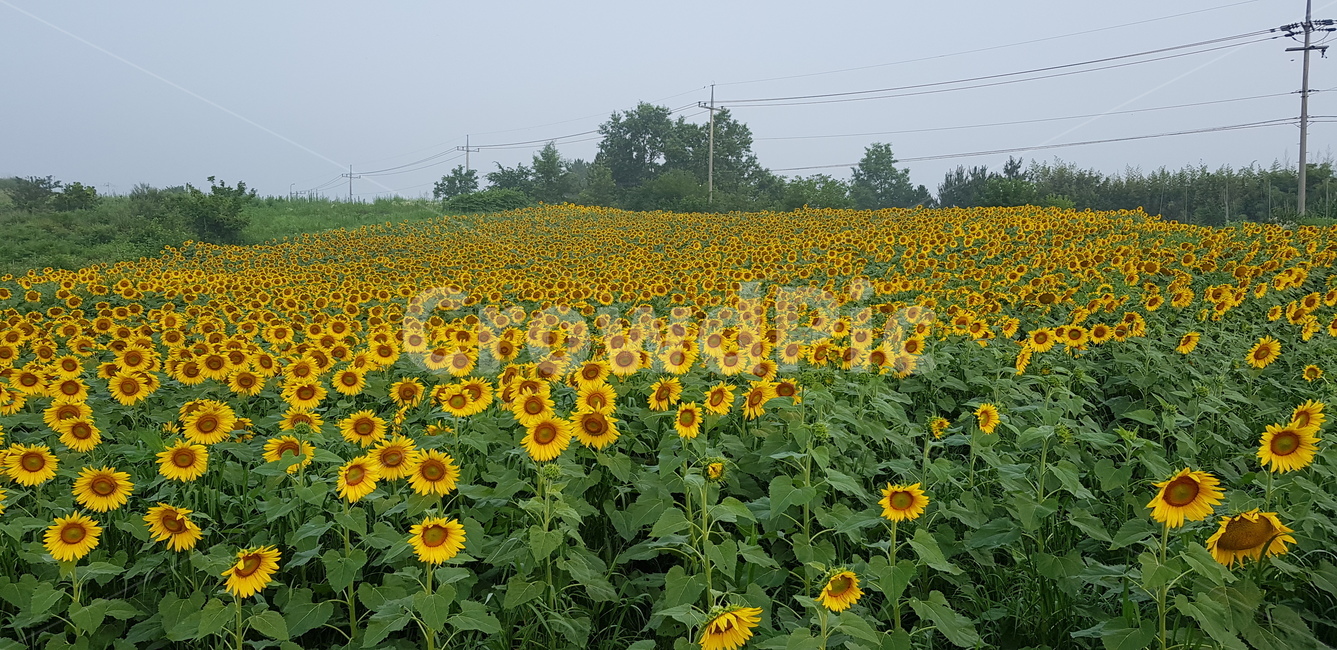 해바라기,plant,식물,꽃,야외,식물,자연,plants,nature,꽃,flower