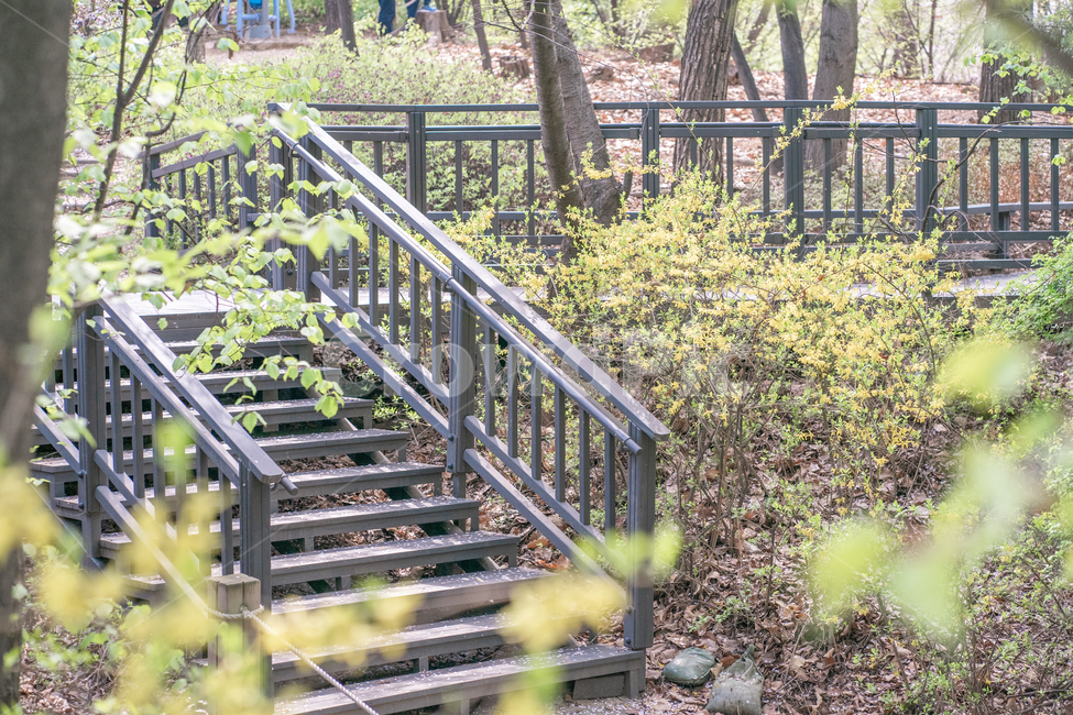 봄,새싹,산책로,개나리,나무,봄,계절,spring,season,banister,난간,handrail,railing,outdoors,옥외