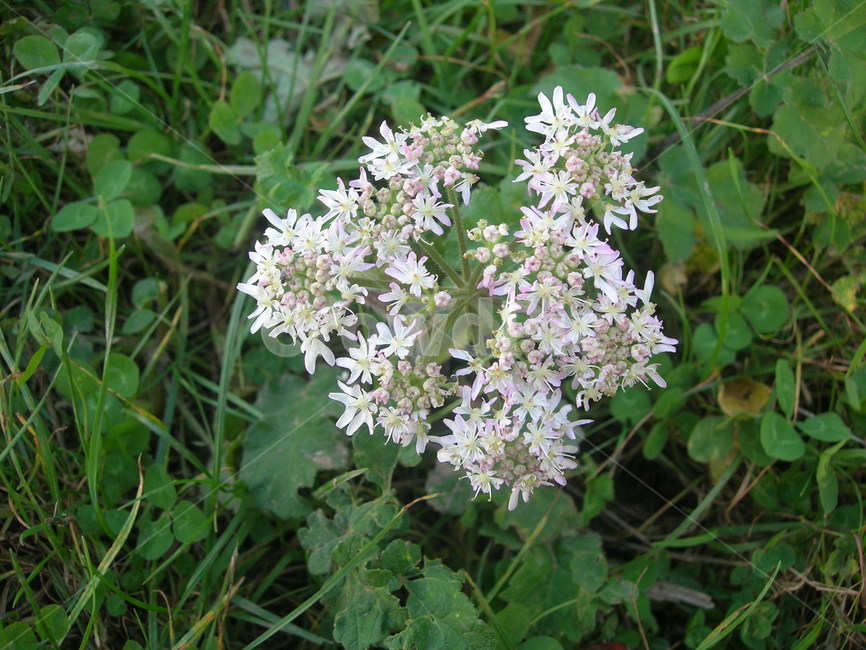 plant,식물,꽃,야생화,들꽃,wildflower