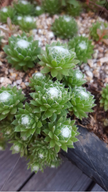 꽃,flower,근접,생화,야생화