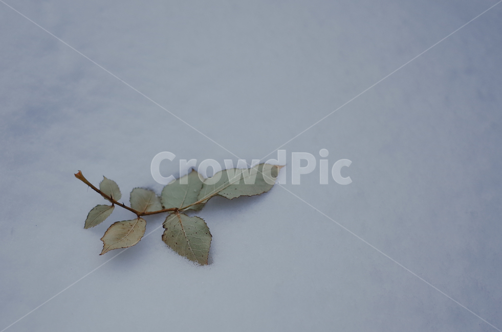 겨울,winter,눈,첫눈,snow,낙엽,나뭇잎,나무,얼음,ice,frozen,겨울,계절,winter,season