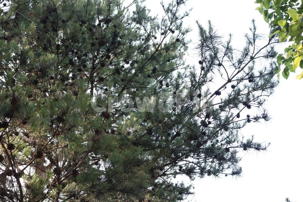 나무,자연,초록,tree,nature,green,ki,midori,식물,plants,shokubutsu,소나무,솔방울,pine,apinecone,matsu,matsukasa,식물,자연,plants,nature,나무,trees,wood