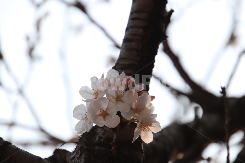 나무,꽃,봄,벚꽃,분홍색,식물,자연,plants,nature,꽃,flower