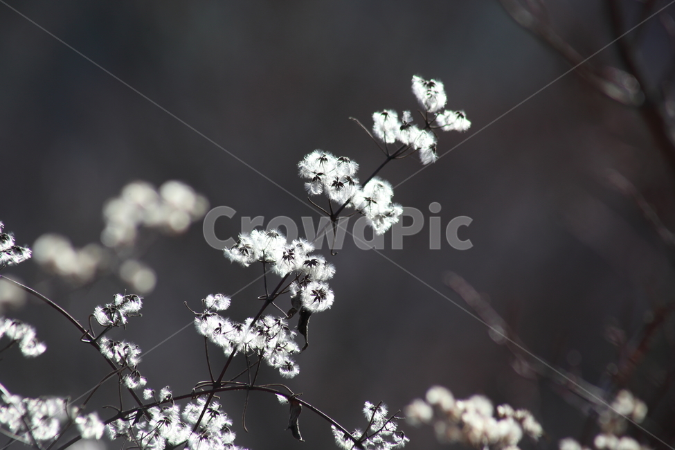 사위질빵,종자,씨앗,번식,clematisapiifolia,식물,자연,plants,nature,꽃,flower